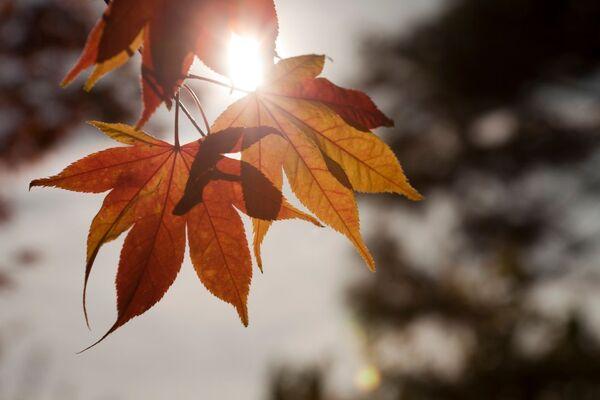 herbstlich rot braunes Kastanienblatt. Die Sonne schimmert hindurch